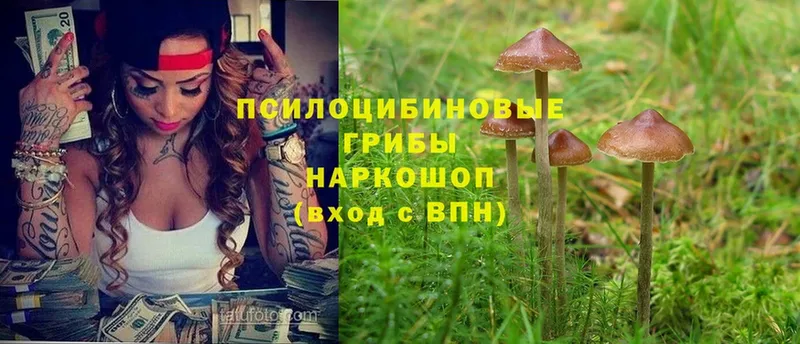 hydra зеркало  Кропоткин  Псилоцибиновые грибы Cubensis 